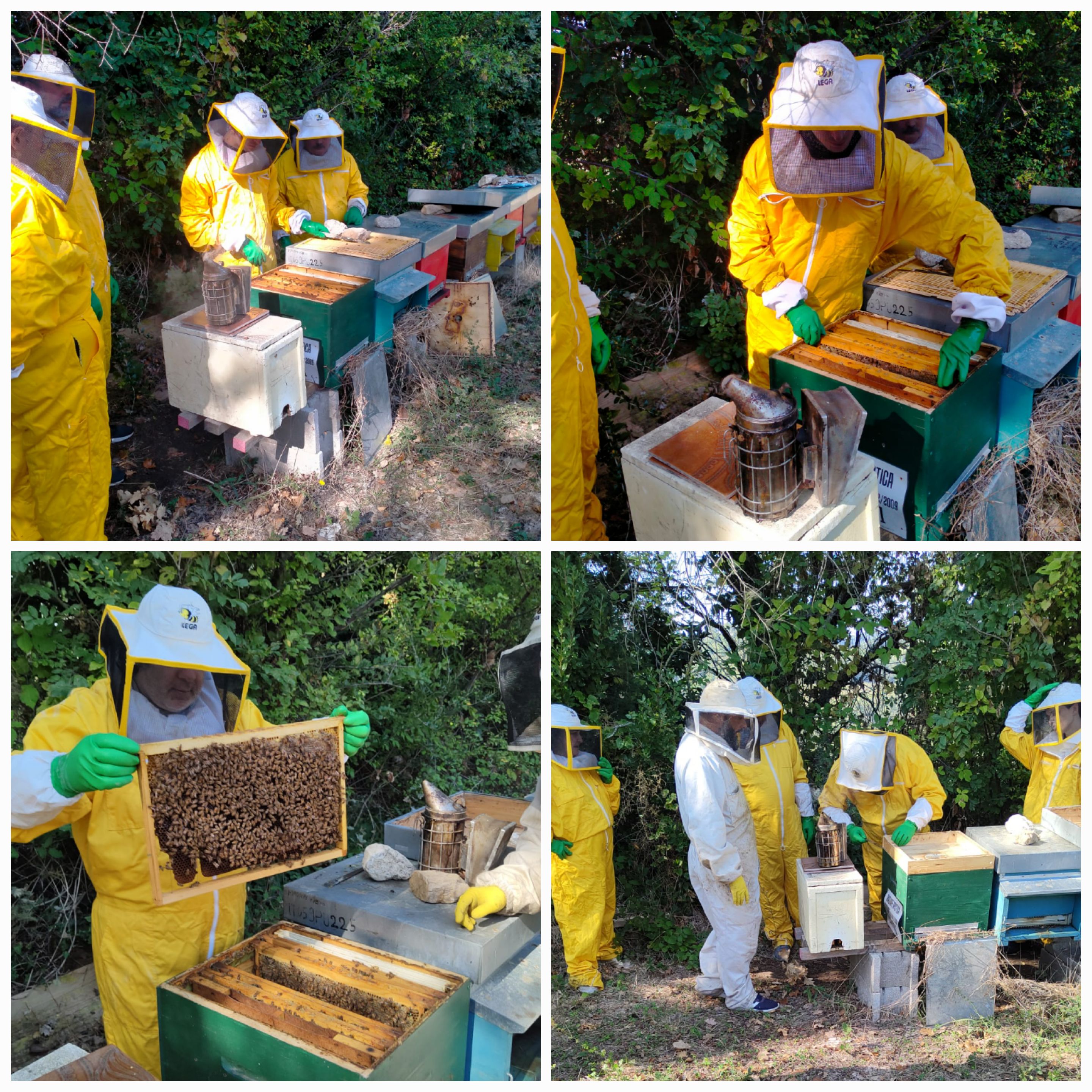 Progetto La fattoria delle api